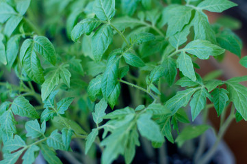Small seedlings of tomatoes growing in cultivation tray