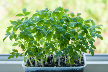 Variety of green fresh tomato sprouts growing on window sill