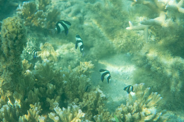 school of tropical fish near water surface in coral reef