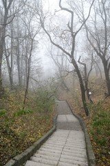 Empty old stairway in misty park. Serene depressed foggy landscape