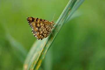 Gitterspanner / Kleespanner / Kleekräuterrasen-Gitterstriemenspanner 