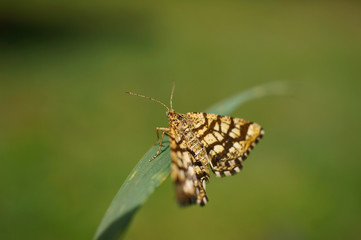 Gitterspanner / Kleespanner / Kleekräuterrasen-Gitterstriemenspanner 