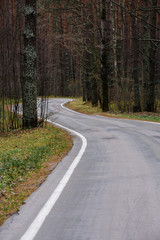 Empty road curving in autumn coniferous wood