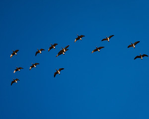 Migration