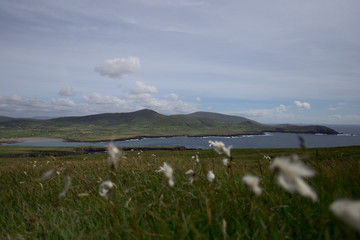 Irland, Klippen, Meer, Fels, Wolken, Natur, Landschaft, Draußen, Küste, Wind, Brandung, Wiese,...