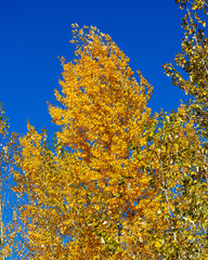 Fototapeta premium Autumn trees