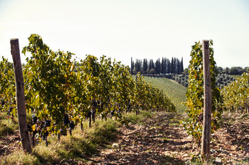 Fototapeta na wymiar Landscape with valleys of Tuscanian vineyard in Italy
