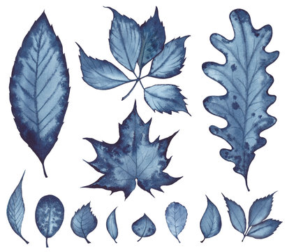 Watercolor set of dark blue leaves on white background. Isolated elements for design.