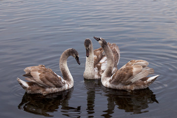 Tree young swans on the lake in the morning
