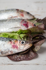 Fresh sardines Raw