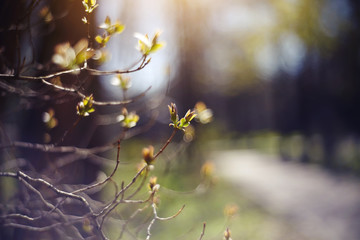 Background with green escapes on lilac bush branches