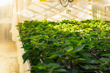 various plants growing in pots at orangery