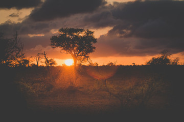 Fototapeta na wymiar Traumhafter afrikanischer Sonnenuntergang mit typischen Bäumen im Krüger Nationalpark