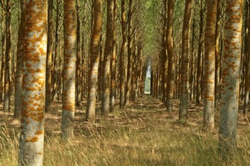 Bosque en otoño