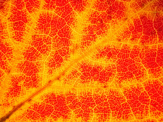  Autumn aspen leaf texture