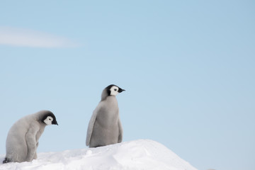 Emperor Penguin chicks, Snow Hill, Antarctica.  © robert