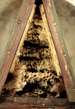 hornissennest im vogelnistkasten