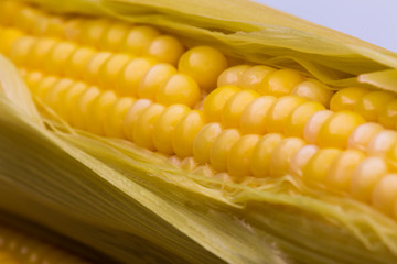 Yellow corn pods Carbohydrate gives the body a white backdrop.