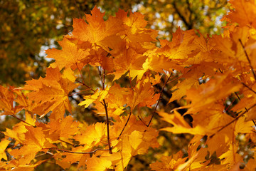 maple leaves on a tree