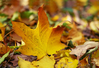 Fallen maple leaves on the ground.