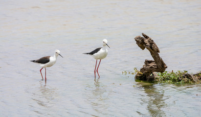 Black-winged Stilt Pair