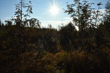sunrise in the forest