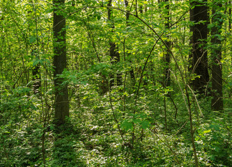 Sunlight in the green forest, spring time