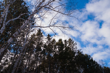 Looking up at white birch trees and tall pine trees with a background of blue sky with fluffy white clouds