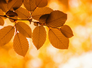Autumn leaves on the sun and blurred trees .