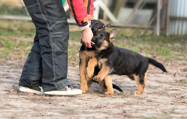 shepherd puppy in training
