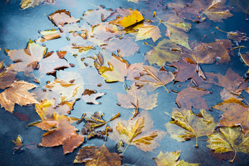 Wet weather background of fallen autumn leaves floating in a shallow puddle of rain water