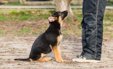 shepherd puppy in training