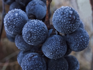 Grapes covered with hoarfrost