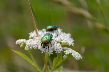 Closeup of two green metallic beetles (European Rose Chafer, Cetonia aurata) crawling on small white flower blossoms