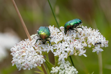 Closeup of two green metallic beetles (European Rose Chafer, Cetonia aurata) crawling on small white flower blossoms
