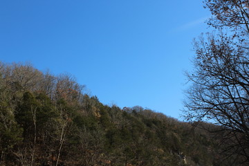 Treetops and Sky