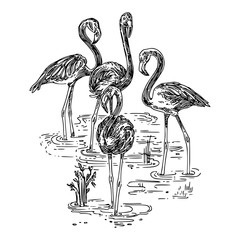 Obraz premium Flock of pink flamingos standing in the water. Sketch. Engraving style. Vector illustration.