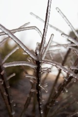 Ice cover Red frozen branch 