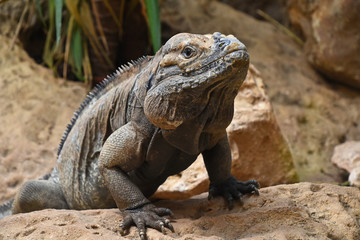 Close up portrait of rhinoceros iguana on rocks © breakingthewalls