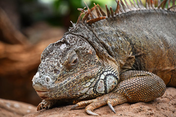 Close up portrait of green iguana resting on rocks
