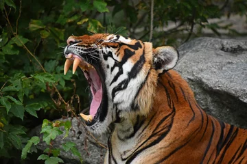 Zelfklevend Fotobehang Close up front portrait of Indochinese tiger © breakingthewalls