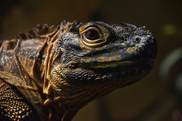 Close up profile portrait of black iguana