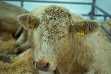 A cow with curly hair on head.