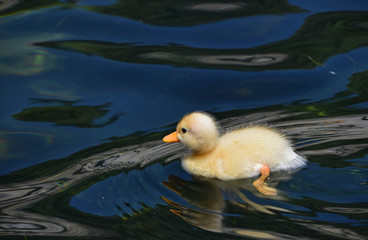 Close up little yellow duckling in blue water