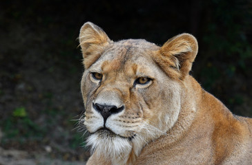 Obraz na płótnie Canvas Close up side portrait of female African lioness