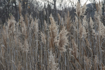 sedge grass autumn back background