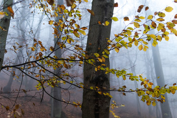 Die letzten Blätter vom Herbst hängen noch an den Bäumen. Im Hintergrund Nebel
