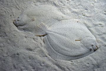 Close up two flatfishes on sand sea bottom