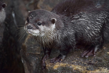 Close up portrait of one small river otter