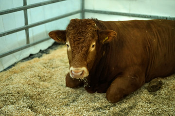 Massive brown muscular bull in the stall.